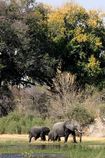 Elephants on water's edge, Okavango Delta, Botswana