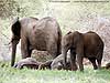 Picture of elephants lying down, Botswana