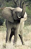 Elephant with trunk raised