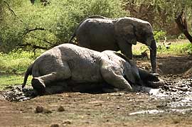 Elephant wallowing in mud