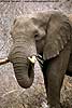 photo of elephant eating dry twigs, Kruger Park