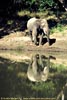 Elephant reflected standing on banks of Limpopo River