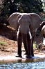 Elephant on banks of Zambezi River, Zambia