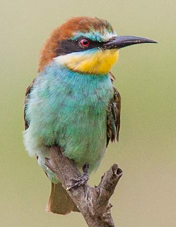 European bee-eater, Kruger National Park