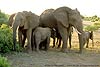 Picture of elephant family group, Botswana