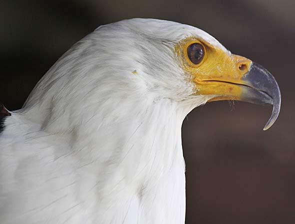 African fish eagle close-up