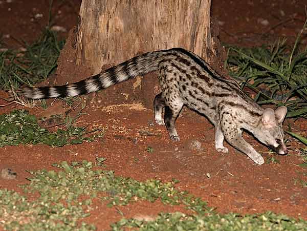 Small-spotted genet on the prowl