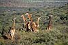 Picture of giraffe group, private game reserve, Greytown, South Africa