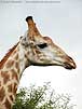 Close-up picture of giraffe, side-on