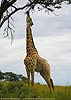 Picture of giraffe at full stretch