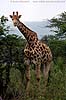 Picture of giraffe, Tala Game Reserve, KZN, South Africa