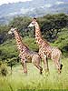 Picture of two giraffe standing