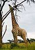 Picture of giraffe reaching for leaves