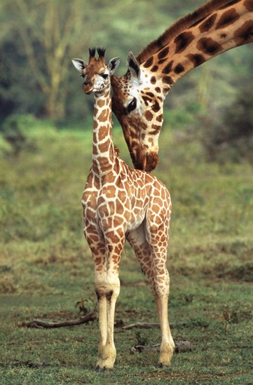 Giraffes Reproduction