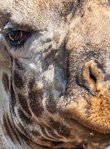 Close-up of giraffe's nose and eye, Kruger National Park