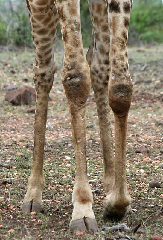 Close view of giraffe's legs