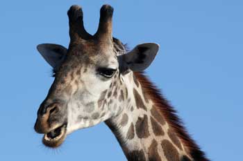 Giraffe closeup, Ruaha National Park, Tanzania