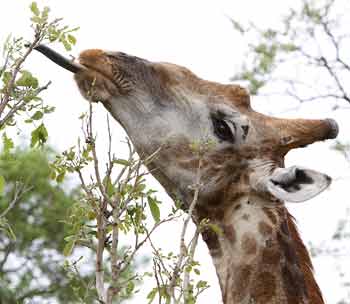 giraffe using long tongue to pluck leaves from tree