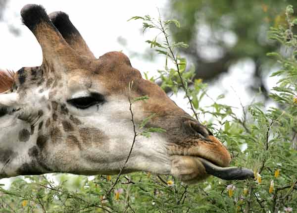 Giraffe using tongue to pluck leaves