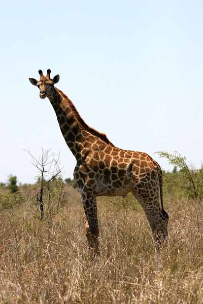 Giraffe standing alone
