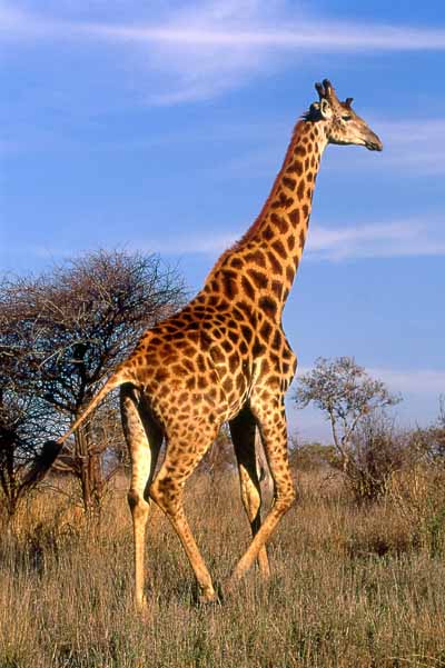 Giraffe taking stroll