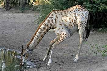 Giraffe bending to drink, Khama Rhino Sanctuary, Botswana