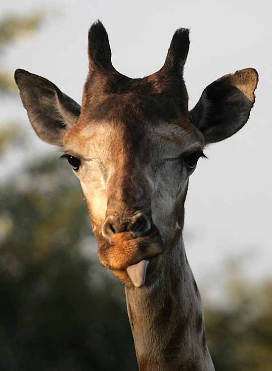 Giraffe sticking tongue out