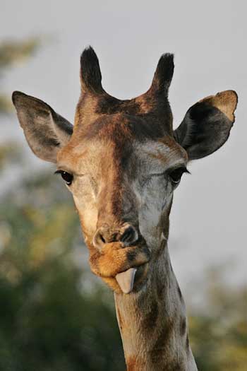 Giraffe with tongue sticking out, Khama Rhino Sanctuary, Botswana