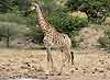 giraffe standing at waterhole