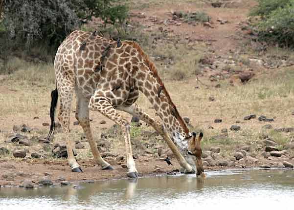 Giraffe bending down to drink