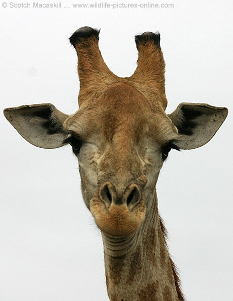 http://www.wildlife-pictures-online.com/image-files/giraffe_ngr-4450.jpg