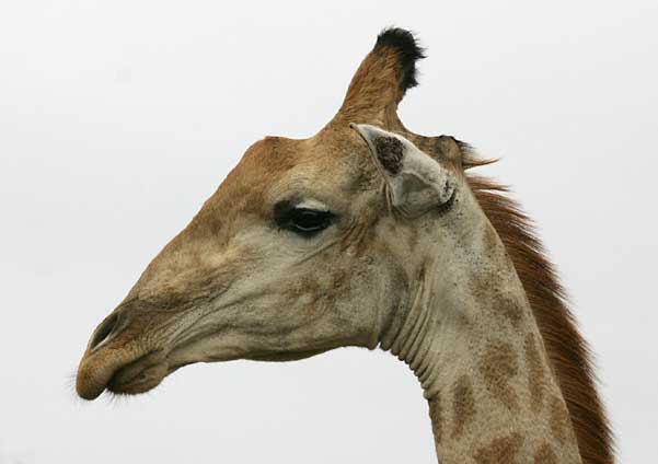 Giraffe close-up in profile