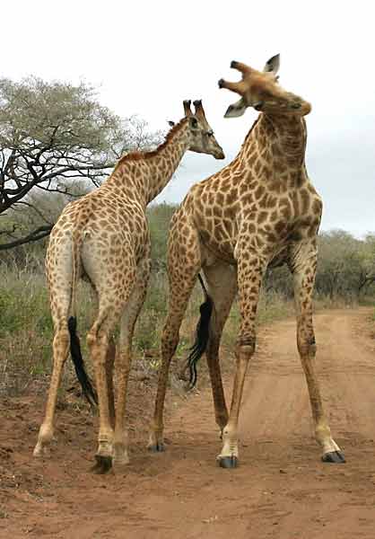 Giraffe males sparring