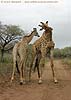 Young Giraffe males sparring