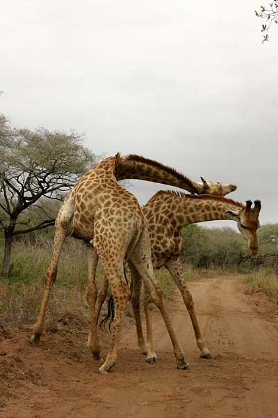 Giraffe males necking