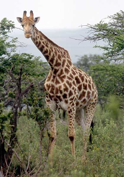 Giraffe standing in acacia woodland