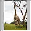 Giraffe in grassland