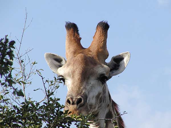 Giraffe Close-up headshot