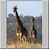 Giraffe male and female