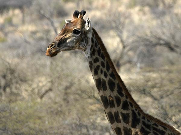 Giraffe head and neck shot
