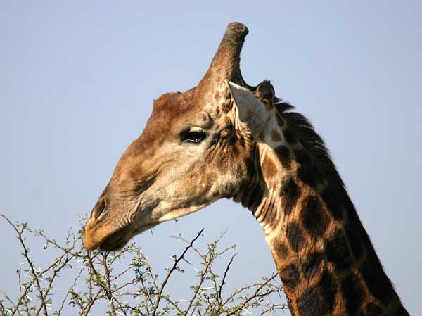 Giraffe browsing