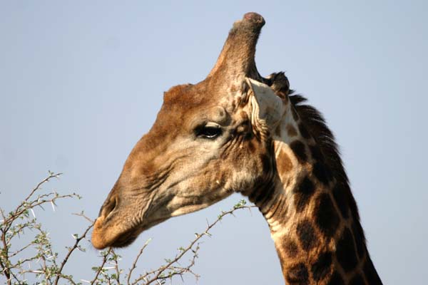 Giraffe browsing