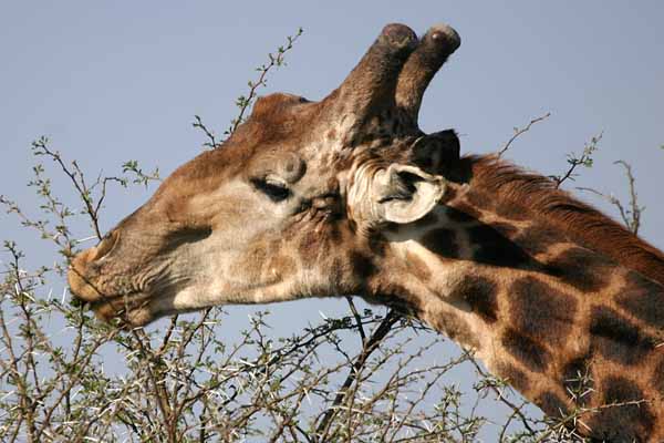 Giraffe eating green leaves