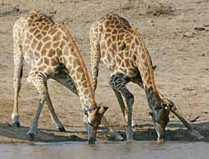 Giraffes bending to drink from waterhole