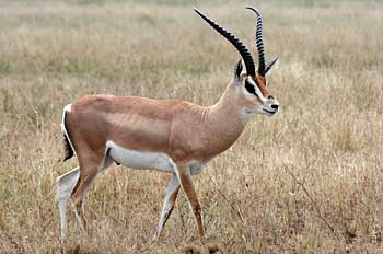 Grant's Gazelle on the Serengeti Plains