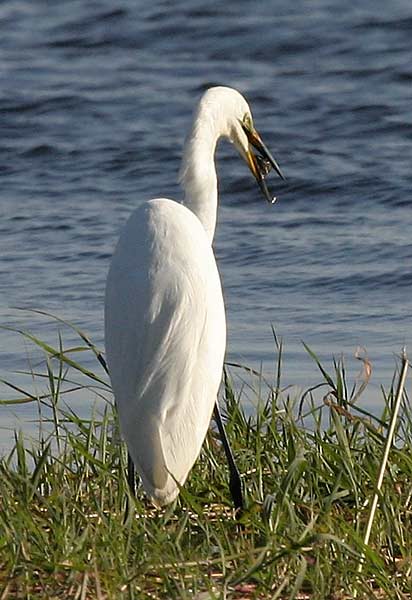 Great White Egret with fish in its bill