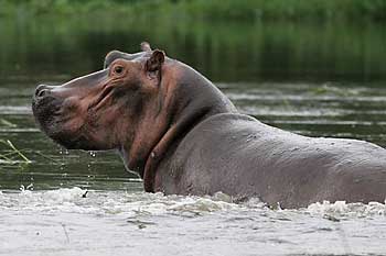 Hippo preparing to submerge