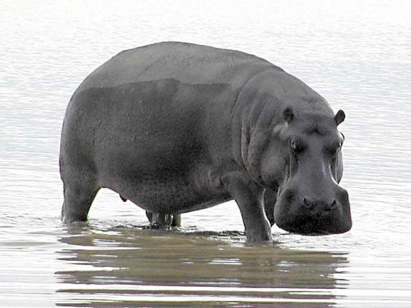 Hippo in shallow water staring belligerently