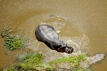 Hippo in pool from the air, Okavango Delta, Botswana