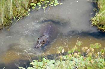 Hippo in channel, Okavango Delta, Botswana